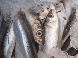 [건강상식] 생선에 많은 DHA·EPA