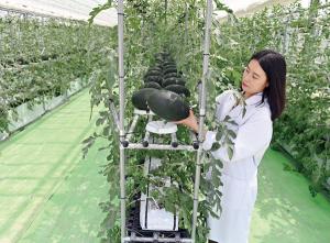 충북, ‘수박 수직수경재배기술’ 산업화